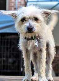 It tends to be headstrong now and again. Toy Fox Terrier Long Hair Chihuahua Mix Novocom Top