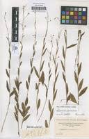 Image result for Schwenckia