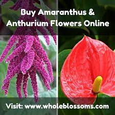 Amaranthus And Anthurium Are Very Beautiful Flowers For Decorating Any Wedding Event If You Are Looking For Anthurium Flower Anthurium Very Beautiful Flowers