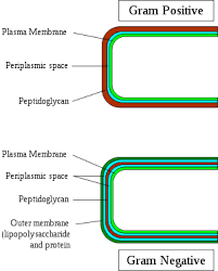 Gram Positive And Gram Negative Cell Wall Medical Laboratory Science Microbiology Study Laboratory Science
