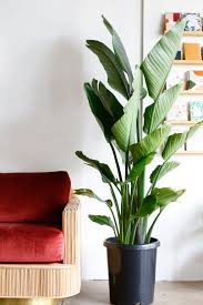 Image result for Strelitzia