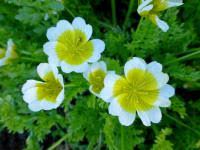 Image result for foto moud Forsterův