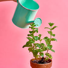 Best fresh potted mint culinary herbs: Mint Plant Care How To Grow Maintain Mint Plants Apartment Therapy