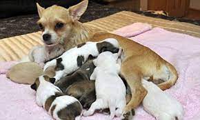 On average, chihuahuas will have around 3 puppies in each litter usually. Tiny Chihauhau Enters Record Books By Giving Birth To 10 Pups Daily Mail Online