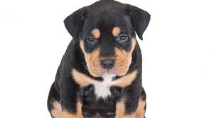 Your doberman lab mix is likely to be loyal, loving and active. Doberman Pinscher Mixes 20 Different Doberman Hybrids