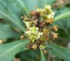 Image result for Euclea undulata