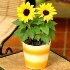 Keuntungan dari menanam sendiri tanaman buah anda dirumah adalah selain anda dapat mencicipi berbagai rasa buah yang manis anda juga dapat menjaga. Kumpulan Gambar Bunga Matahari Pakai Pot Terbaik Eye Candy Photograph