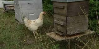 Incapable de voler à l'intérieur de la muselière, le frelon européen et frelon asiatique : Comment Lutter Contre Le Frelon Asiatique