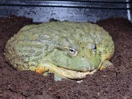Maybe you would like to learn more about one of these? Burger The Giant Brighton Bullfrog Is Looking For A New Home The Argus