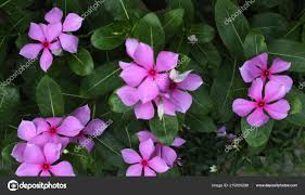 Download Madagascar Rosy Periwinkle Flowers Stock Image Periwinkle Flowers Flowers Flower Photos