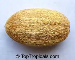 Image result for Balanites maughamii