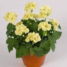 Pin Na Doske Garden Flowers Plants Trees