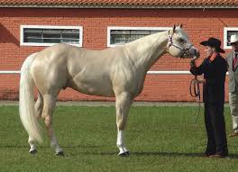 In general, here are the best dressage horse breeds: American Quarter Horse Wikipedia