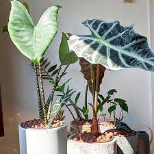 How To Care For An Alocasia Zebrina Plant Care For Beginners In 2020 Plant Care Plants Alocasia Plant