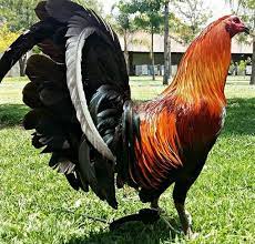 El Uso De La Naranja Para Gallos De Pelea Todo Sobre Gallos De Pelea