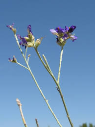 Image result for Enneapogon scoparius