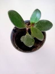 Image result for Grona afra