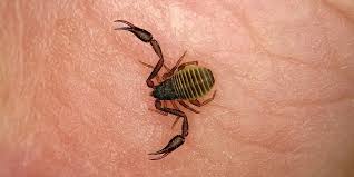Below is one of his songs, don't be cruel: All The Bugs That Look Like Scorpions Insect Cop