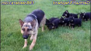 (phx > 51st ave/101) pic. Craigslist Houston Pets German Shepherd Petsidi