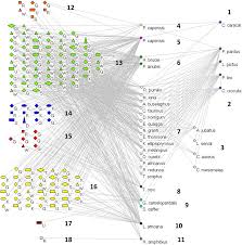 Image result for Blepharis acanthodioides