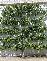 The most popular type is the apple tree. Espalier Wikipedia