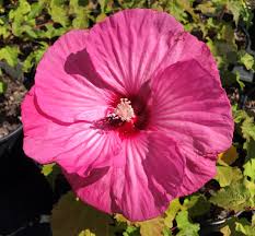 Maybe you would like to learn more about one of these? Hibiscus Moscheutos Summerific Evening Rose Ppaf North Coast Perennials