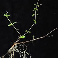 Image result for Torenia thouarsii