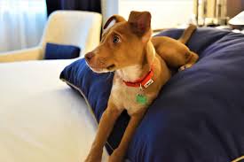 Maybe you would like to learn more about one of these? 10 Hotels Connecting Guests With Rescue Animals