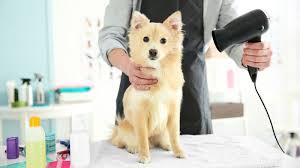 Dogs and cats are from different species of animals, appealing to different types of people. 5 Tips From Your Groomer Petpartners Pet Insurance