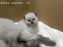 3 week old kitten development: Three Week Old Ragdoll Kittens Bites Counter Youtube