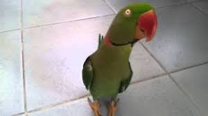 More images for นกแก้วโม่งไทย » Alexandrine Parakeet à¸™à¸à¹à¸ à¸§à¹‚à¸¡ à¸‡à¸«à¸£ à¸­à¸¡à¸°à¸«à¸¡à¸² 2 Youtube