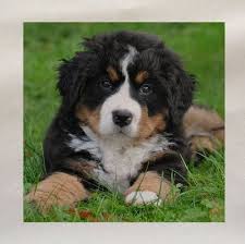 The bernese mountain dog, commonly referred to as bern or berner, is a stunning, easygoing dog. Dog
