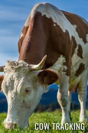 Prices vary depending on demand, health, breed, and location. Cow Tracking Tracking Calf Id Birth Date Calf Vigor Weight Gain Vaccine For Farm Publishing Delighted Post 9798608082313 Amazon Com Books