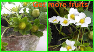 Depending on what type of plant is pollinated, the process will vary. Strawberry Pollination Method How To Pollinate Strawberry Flower Strawberry Part 18 Youtube
