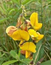 Image result for Crotalaria barkae