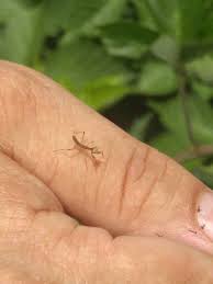 Pictures of baby praying mantis. Baby Praying Mantis Praying Mantis Insects Moth