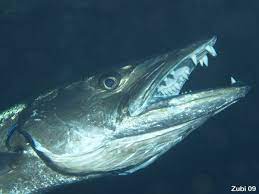Последние твиты от barracuda fx (@barracudafx). 2 Knochenfische Barrakuda Sphyraenidae Merkmale Vorkommen Meeresbiologie