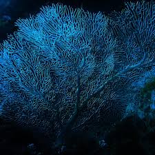 Image result for Gnidia mollis