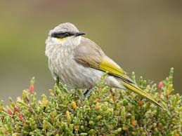 Image result for Melhania virescens