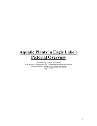 Aquatic Plants in Eagle Lake