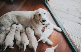 This cycle will repeat every two to three weeks. How Often Dogs Typically Come Into Heat Lovetoknow