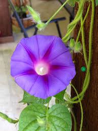 Stunning Blue Purple Glow Morning Glory Flowers Blue And Purple Morning Glory