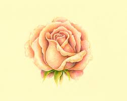For a beautiful sketch of roses, you need to take a bit of practice but if you try it over and over again, you will have a lot more beautiful sketches of roses all over your house. How To Draw A Rose