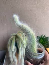 Image result for root-tail