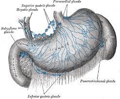 Celiac Lymph Nodes Wikipedia