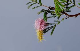 Image result for Alantsilodendron pilosum