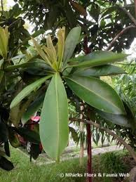 Image result for Tristaniopsis