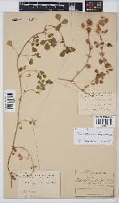 Image result for Macrotyloma daltonii