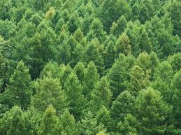 8 Different Types Of Evergreen Trees Pictures Facts Trees Com Check out our evergreen trees selection for the very best in unique or custom, handmade pieces from our shops. 8 different types of evergreen trees
