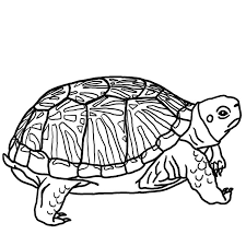 Customize the letters by coloring with markers or pencils. Free Printable Turtle Coloring Pages For Kids Turtle Coloring Pages Animal Coloring Pages Turtle
